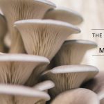 Ultimate Guide to Blue Oyster Mushroom