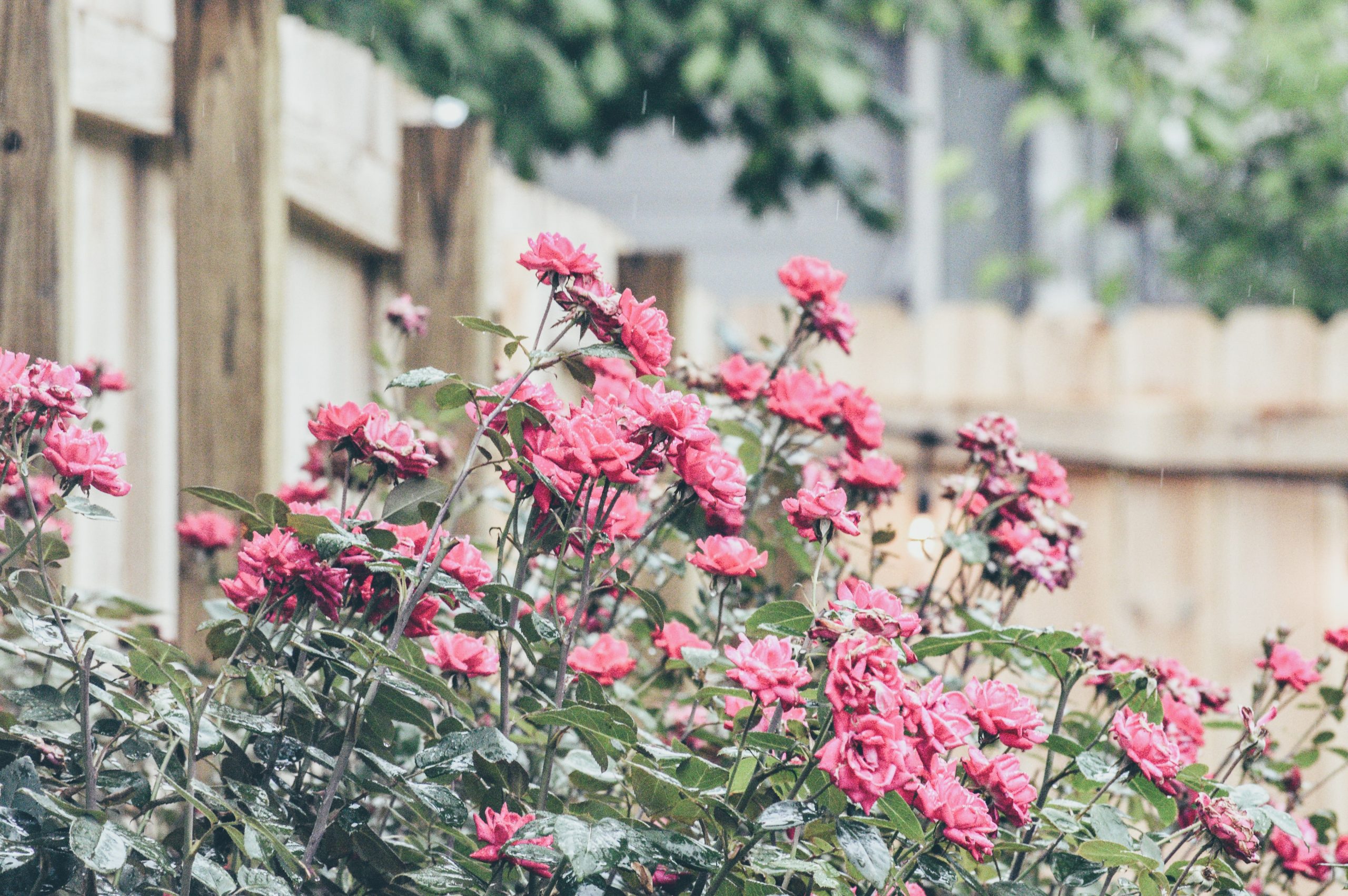 Shrubs and roses