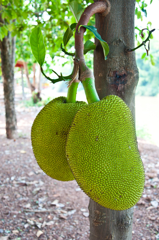 jackfruit