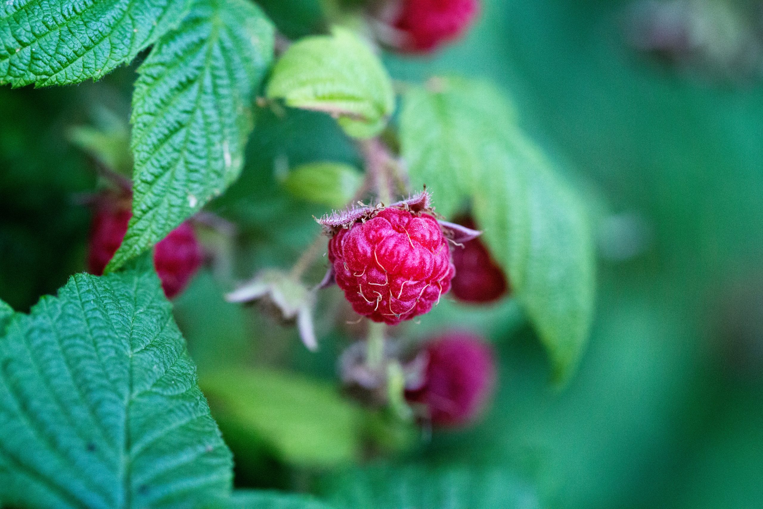 Raspberries