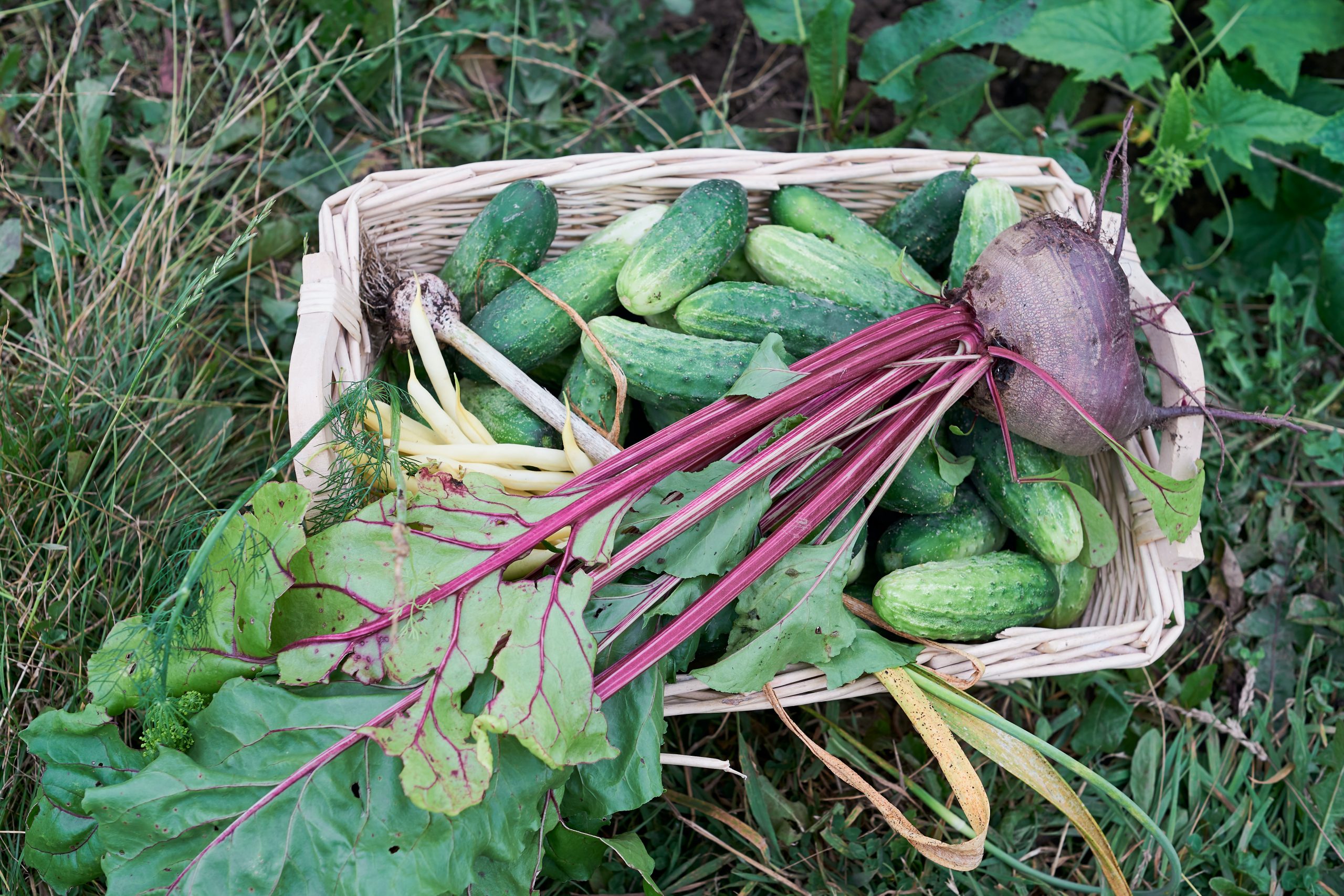 Cucumbers