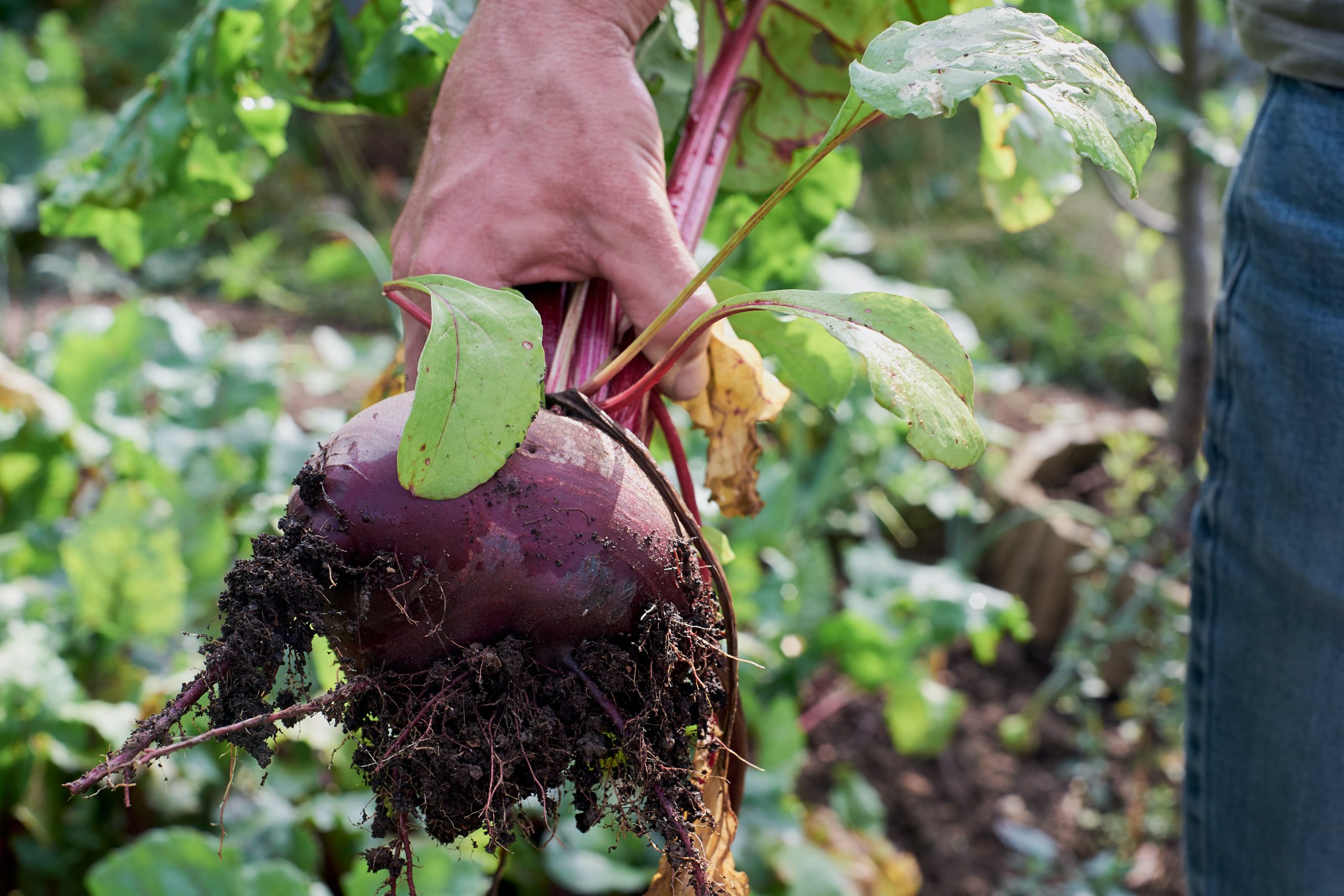 Beets